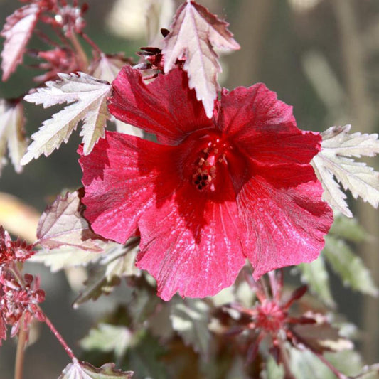Hibiskus 'Mahogany Splendor' Blumensamen