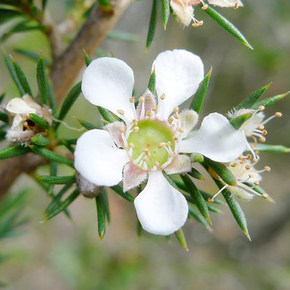 Manuka Tea Flower Seeds