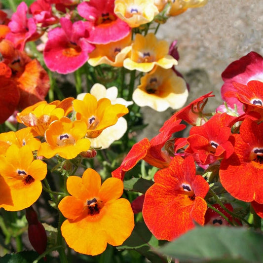 Nemesia Strumosa Flower Seeds