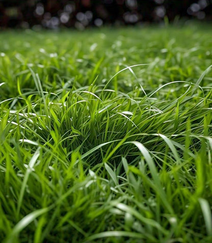 Semillas de hierba zoysia 