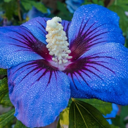 Blue Hibiscus Flower Seeds