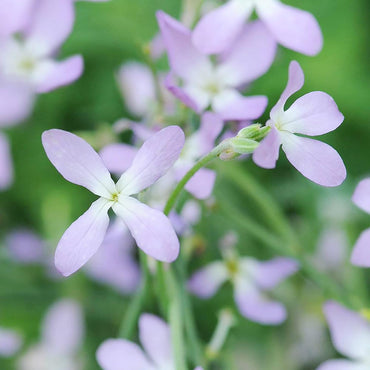 Evening Scented Stock Flower Seeds