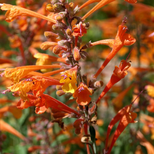 Orange Agastache Hyssop Flower Seeds