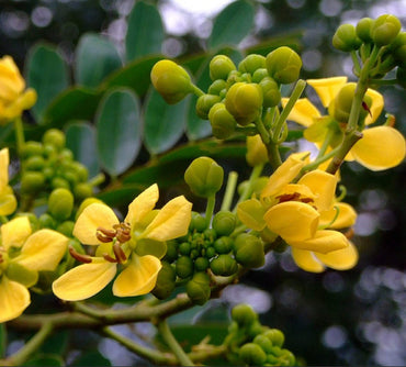 Cassia Siamea Flower Seeds