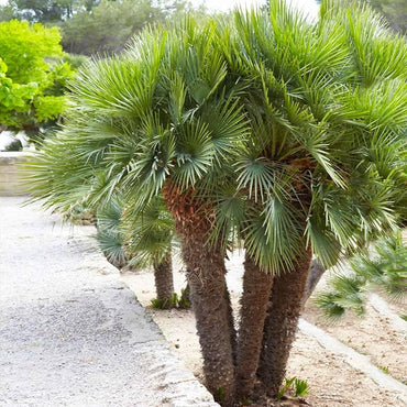 Graines de plante Chamaerops Humilis