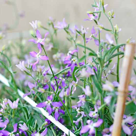 Russian Night Violet Flower Seeds
