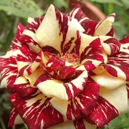 Mix Dragon Rose Flower seeds for Planting - Cottage Garden Essential, Heirloom & GMO Free Seeds for Home Garden