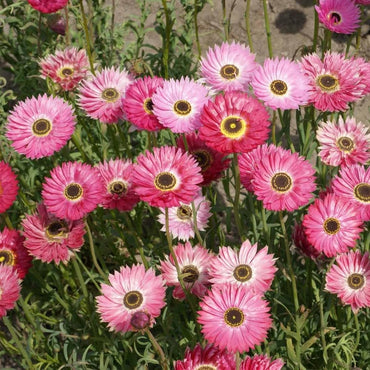 Paper Daisy Flower Seeds