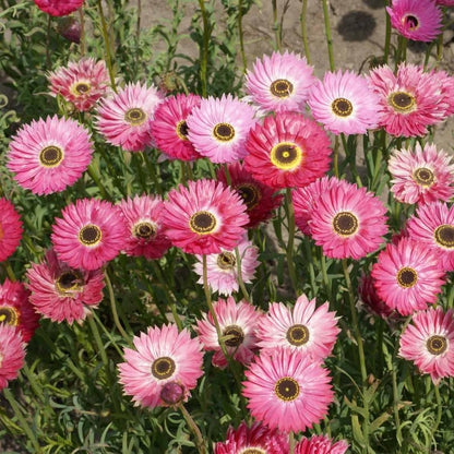Paper Daisy Flower Seeds