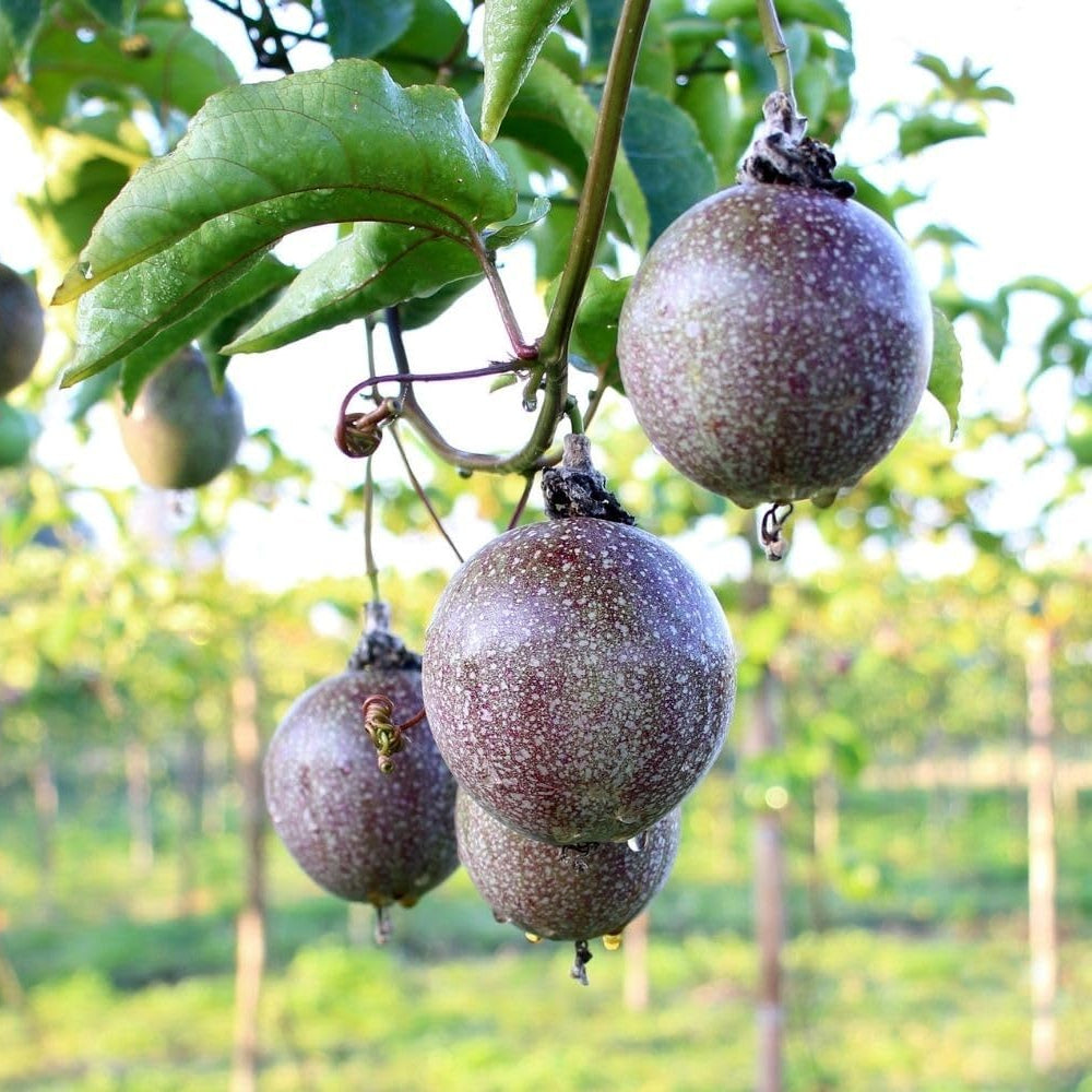 Tropische Passionsfruchtsamen