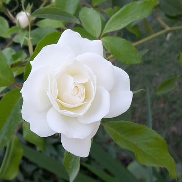 White Rose Flower Seeds