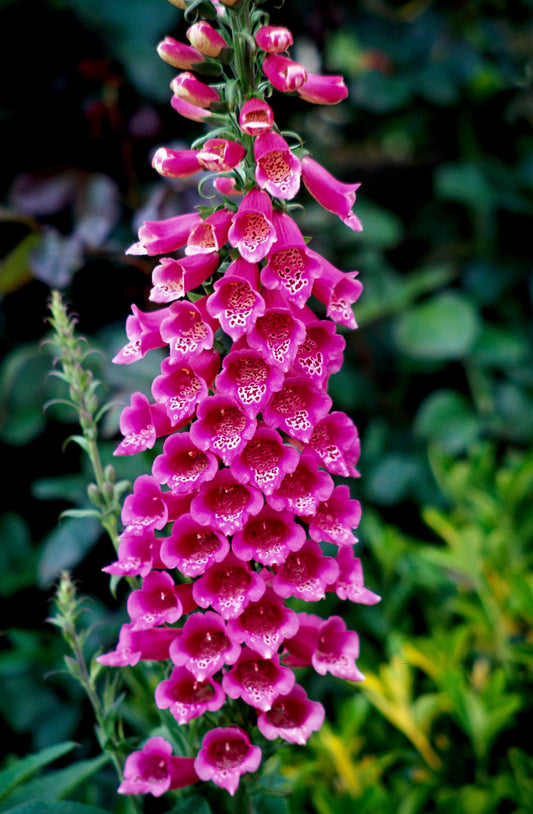 Foxglove Seeds Tall Garden Flowers