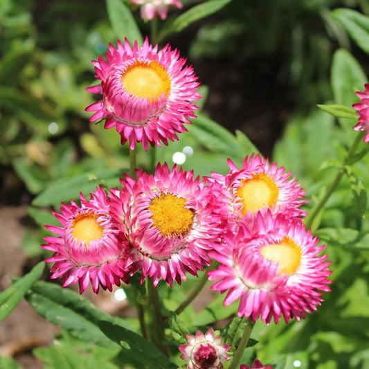 Paper Daisy Flower Seeds