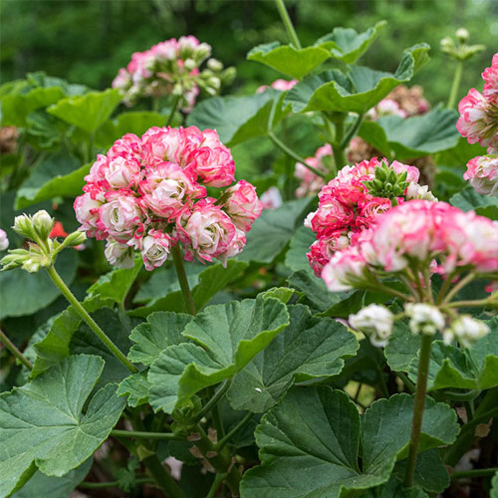 geranium apple blossom seeds Geranium 'Apple Blossom' Flower Seeds for Planting – Heirloom, Non-GMO – Pure Asia Seeds