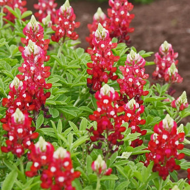 Red Texas Bluebonnets Seeds