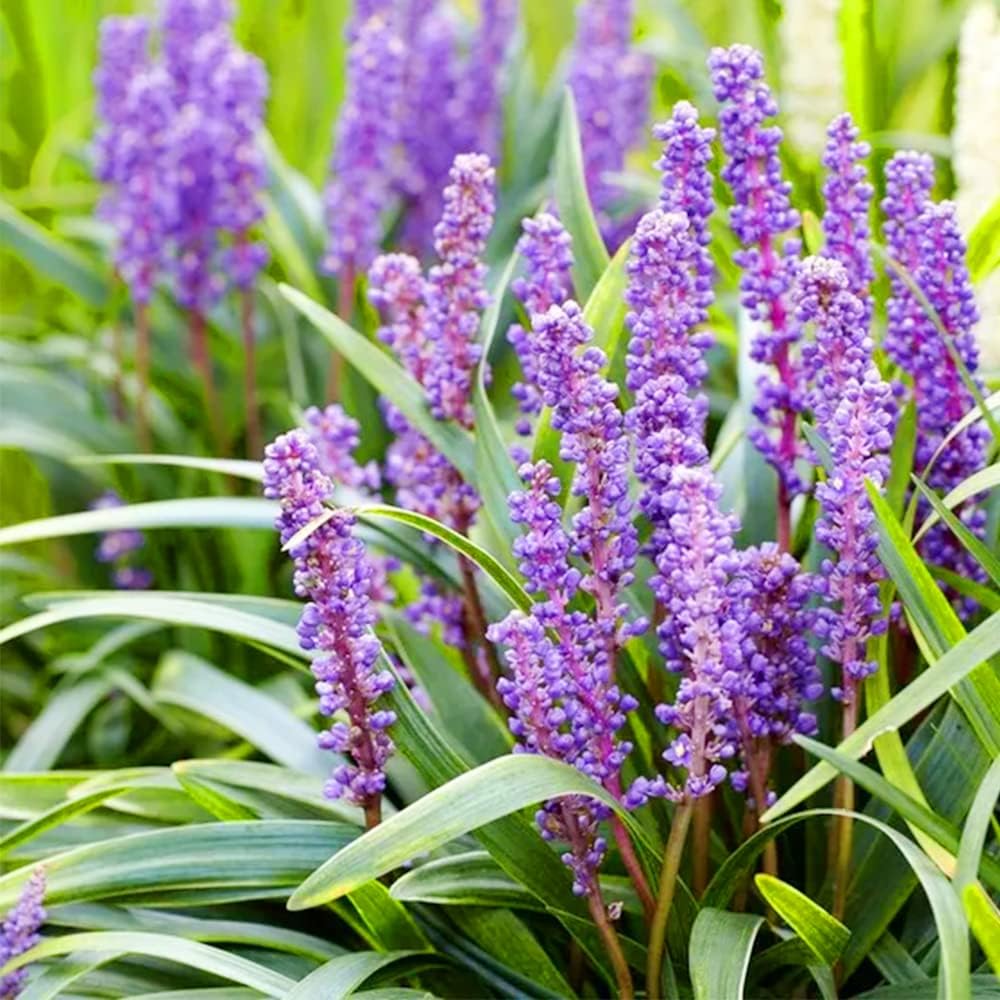 Liriope Big Blue Flower Seeds