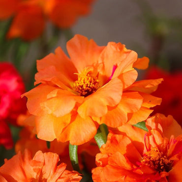 Orange Moss Rose Flower Seeds