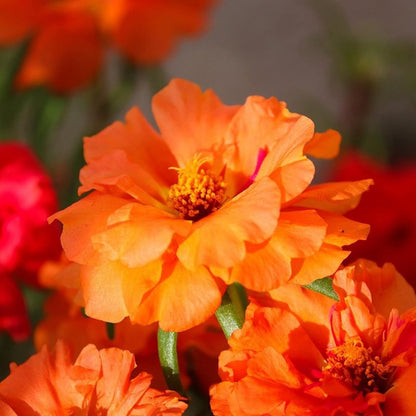 Orange Moss Rose Flower Seeds