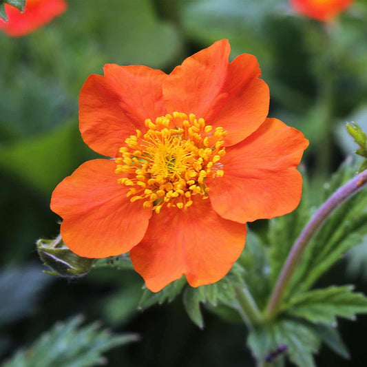 キムチロエンセ花の種 植え付け用 香り高い花 家庭菜園向けの伝統種・遺伝子組み換えなしの種