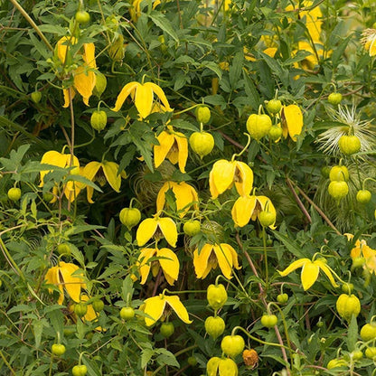 Clematis Tangutica 'Radar Love' Flower Seeds