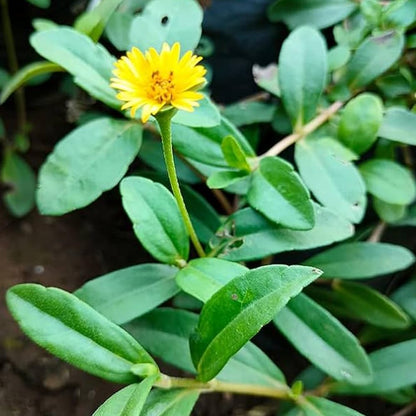 ブラフミーの花の種まき用 - 鮮やかな花、伝統種・遺伝子組み換えなしの種 家庭菜園用