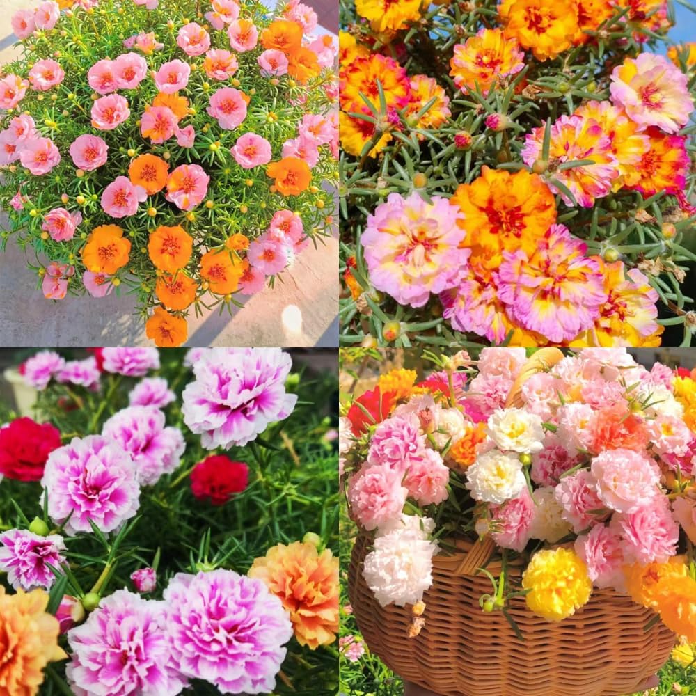 Moss-Rose Purslane Flower Seeds