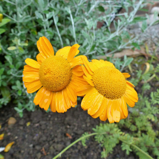 Chamomile Orange Marguerite Daisy  Herb Seeds