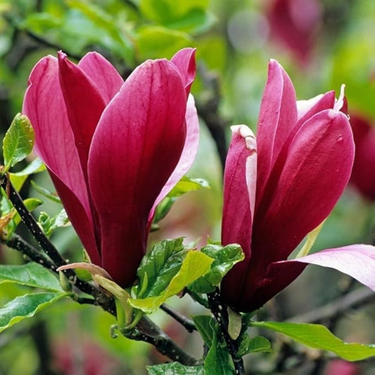 Magnolia Liliiflora Flower Seeds