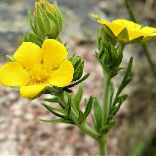 Bigflower Cinquefoil Flower Seeds