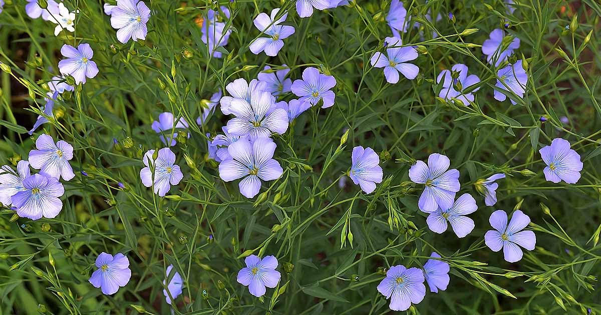 Flax (Flax Flower) seeds for planting in home garden