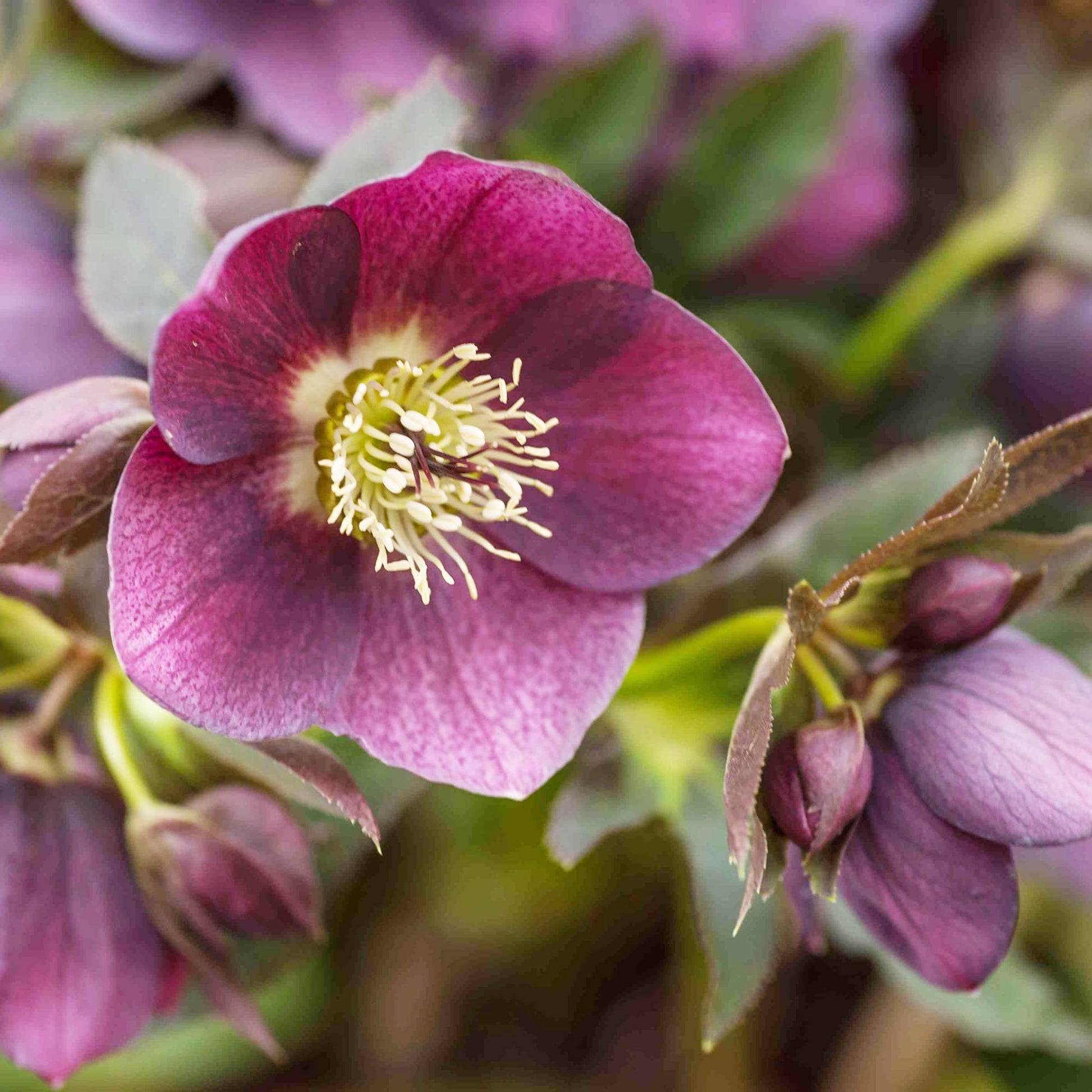 christmas rose seeds Lenten Rose (Helleborus orientalis) Flower Seeds for Planting – Heirlo – Pure Asia Seeds