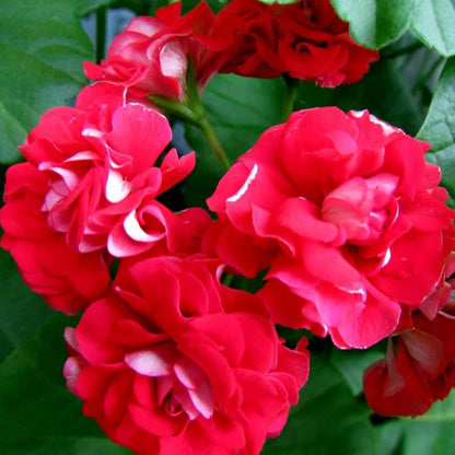Double Impatiens Flower Seeds