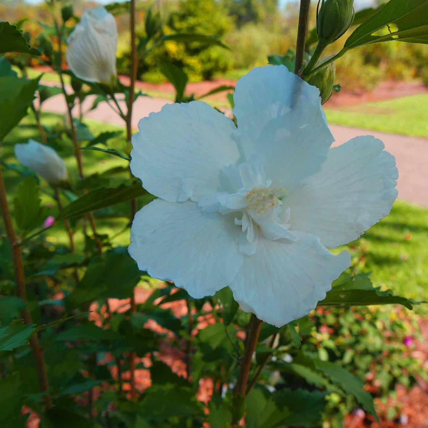 White Rose of Sharon Flower Seeds