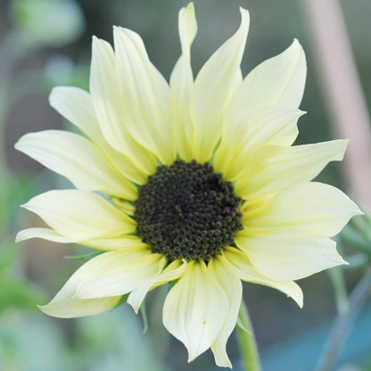 Ice Sunflower Seeds (Helianthus Annuus) Flower Seeds