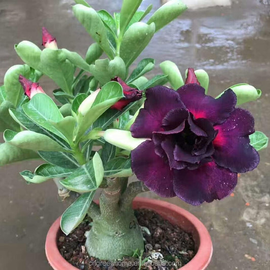 Seltene lila-schwarze Wüstenrose-Blumensamen