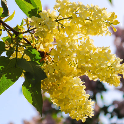 Yellow Lilac Flower Seeds