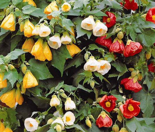 Bellvue Flower seeds for Planting Pollinator Friendly Heirloom & GMO Free Seeds for Home Garden 
 
 Sale for planting in home garden