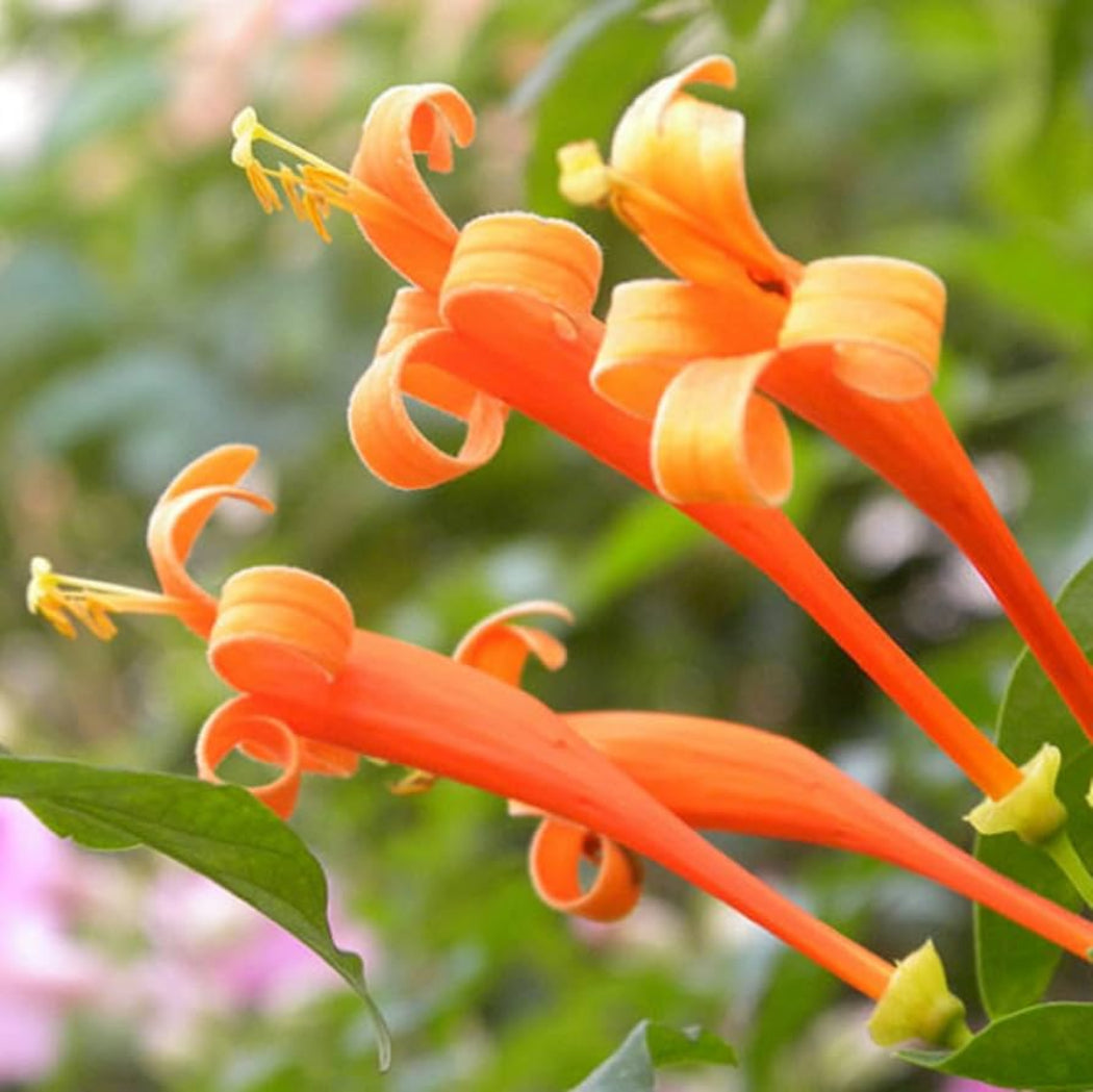 Orange Honeysuckle Flower Seeds