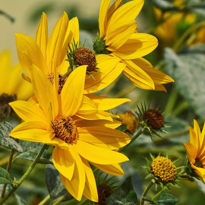 Maximilian Sunflower Seeds