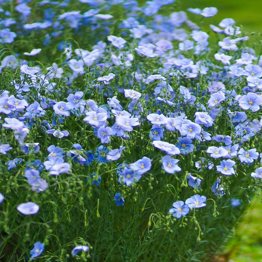 Flax Flower seeds for Planting - Vibrant Colors, Heirloom & GMO Free Seeds for Home Garden
 
 Sale for planting in home garden.