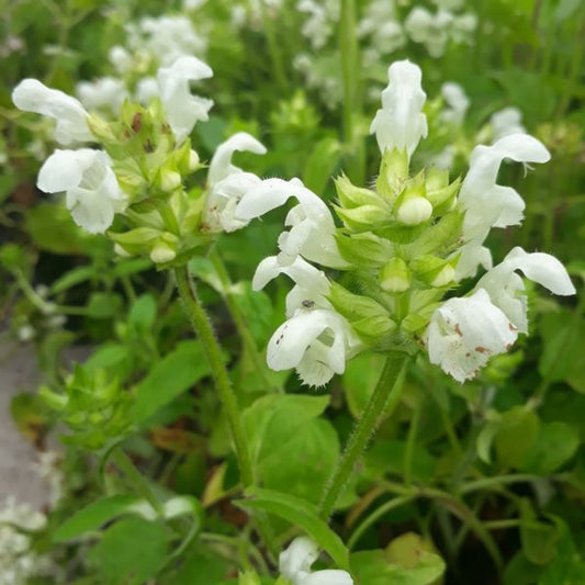 Semi di Erba Prunella Vulgaris Bianca
