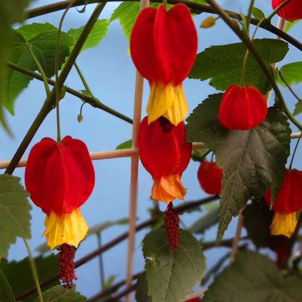 Rare Red Yellow Bleeding Heart Flower Seeds