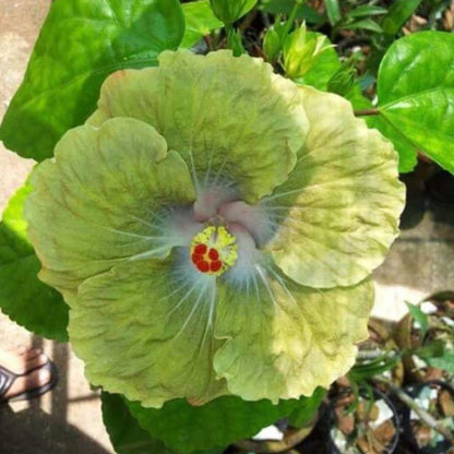 Green Yellow Hibiscus Flower Seeds