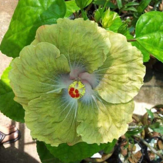 Green Yellow Hibiscus Flower Seeds