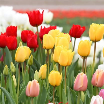 tulip from seed to flower Tulip Flower Seeds for Planting – Heirloom, Non-GMO, Easy to Grow, Spr – Pure Asia Seeds