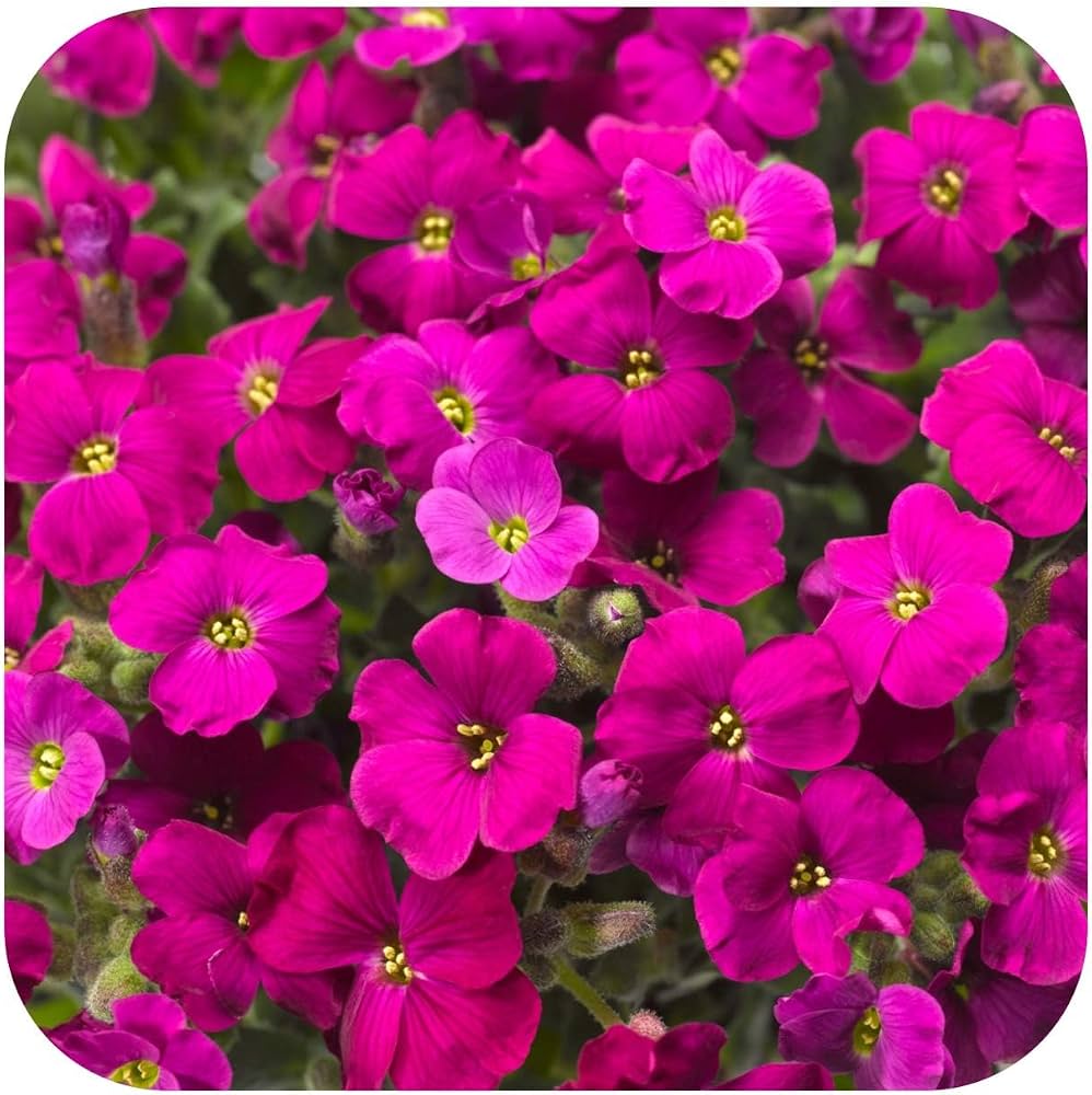 Pink Aubrieta Flower seeds for Planting - Low Maintenance, Heirloom & GMO Free Seeds for Home Garden