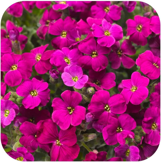 Pink Aubrieta Flower seeds for Planting - Low Maintenance, Heirloom & GMO Free Seeds for Home Garden