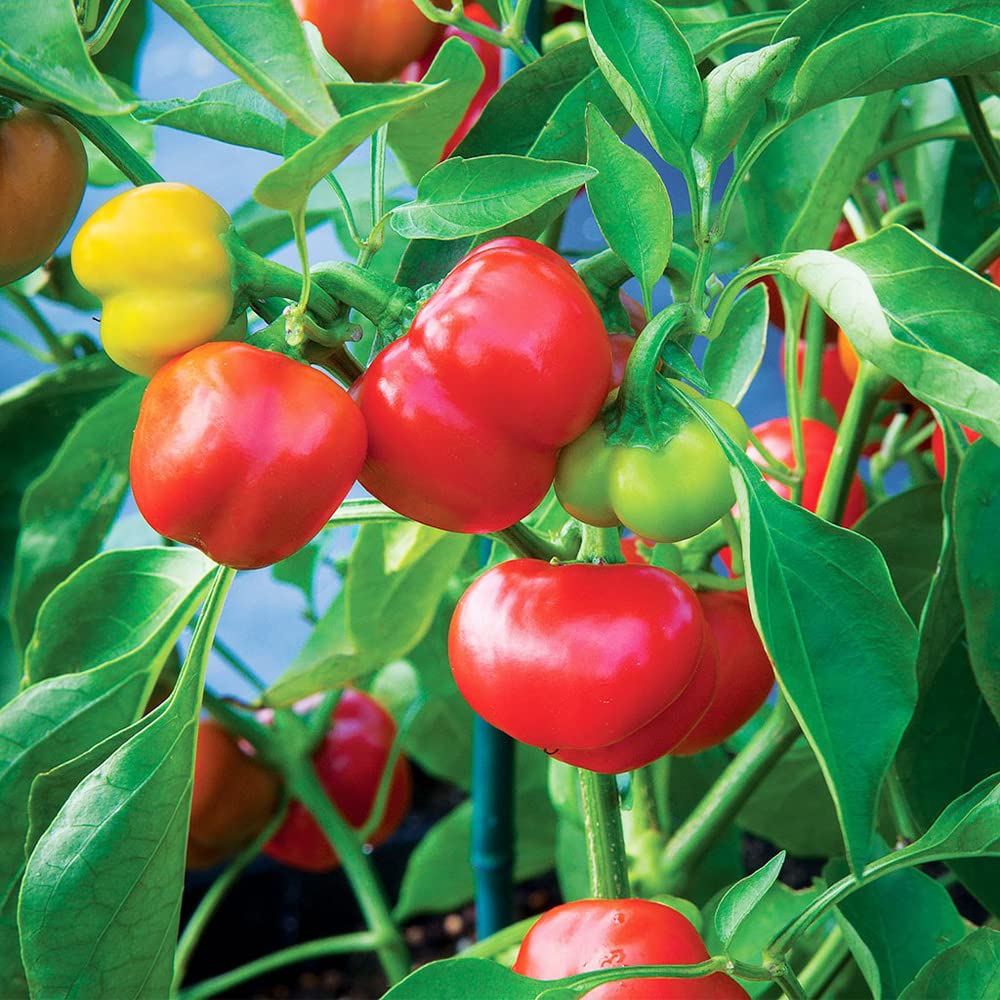 Red Manzano Chili Pepper Vegetable Seeds