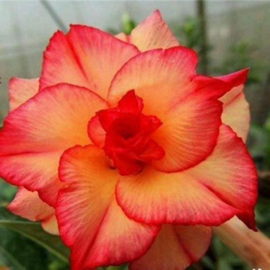 Red Orange Desert Rose Flower Seeds