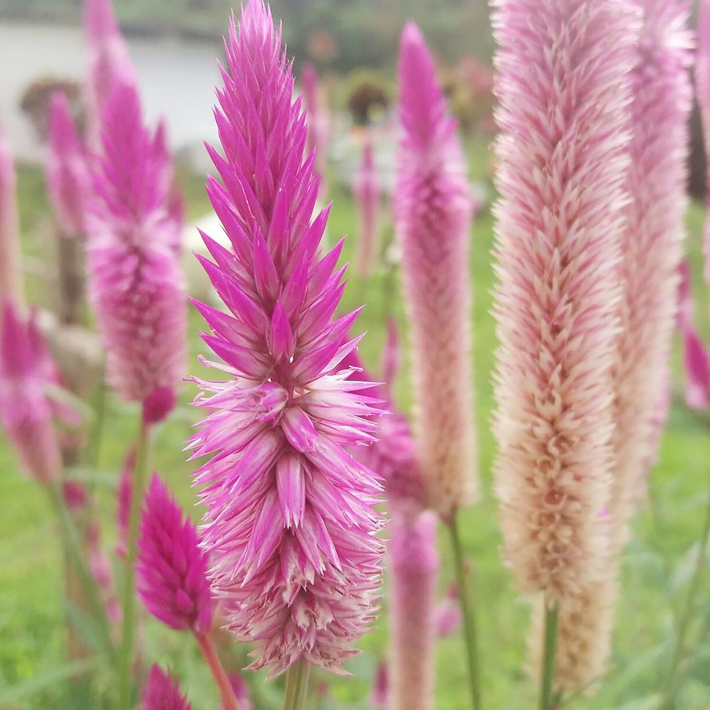 Celosia 'Flamingo Feather' Flower Seeds